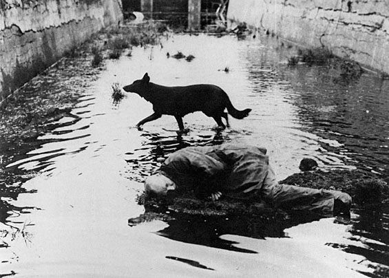 tarkovsky-stalker-mystical-dog