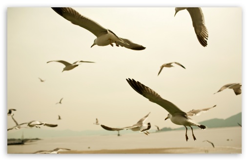 seagulls_flying_on_the_beach-t2